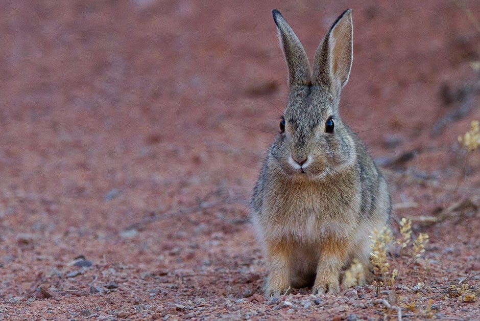 Rabbits Pest Control